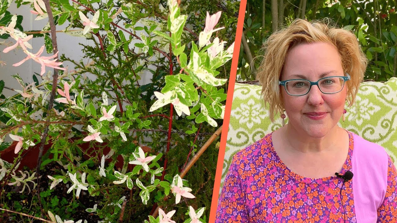 Propagating Dappled Willow from Cuttings