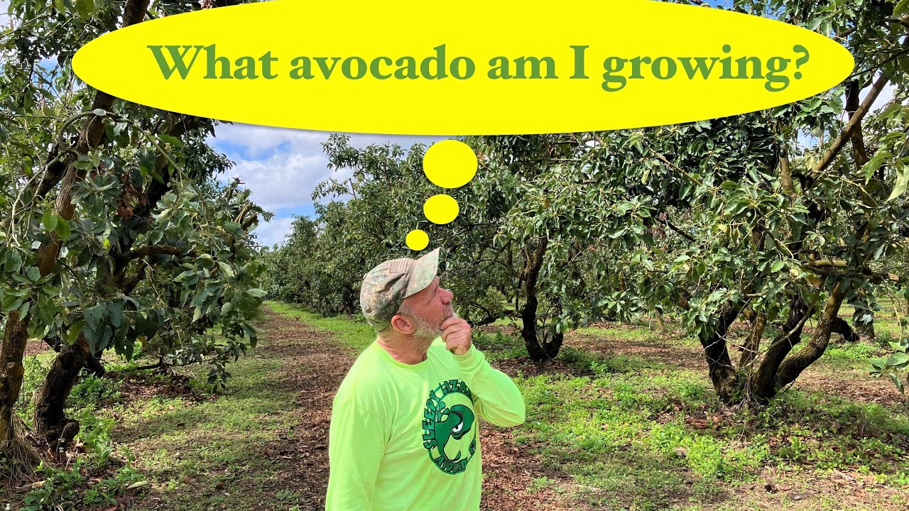 How to Identify the Type of Avocado on  Your Backyard Avocado Tree