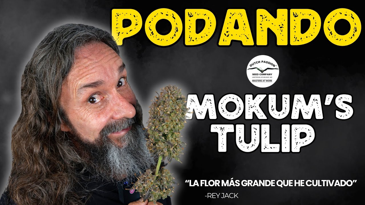 COSECHAMOS MOKUM&acute;S TULIP de DUTCH PASSION | PRODUCTORA DE FLORES GIGANTES