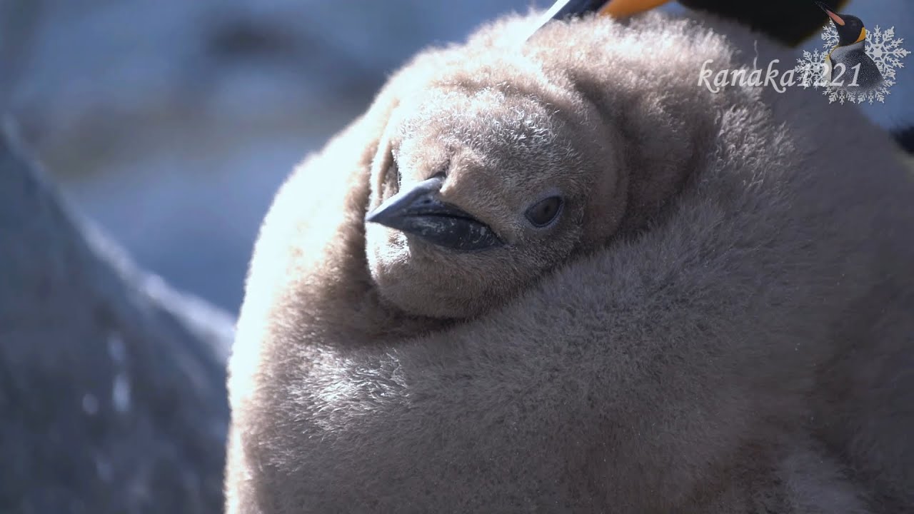 旭山動物園 キングペンギンヒナ51番 vs. お世話し隊-Chick King Penguin # 51