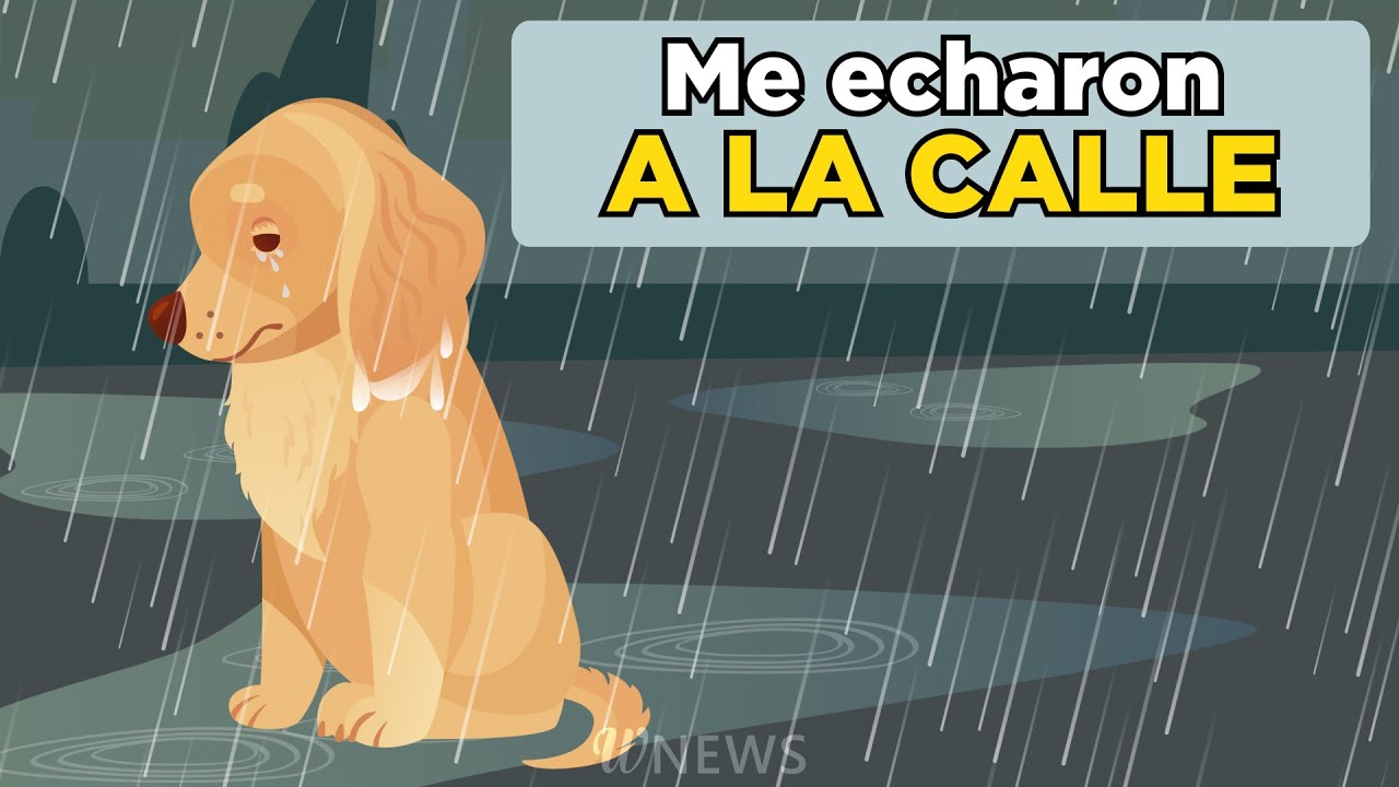 Conmovedora historia: mis dueños me echaron a la calle, pero aun así no perdí la fe