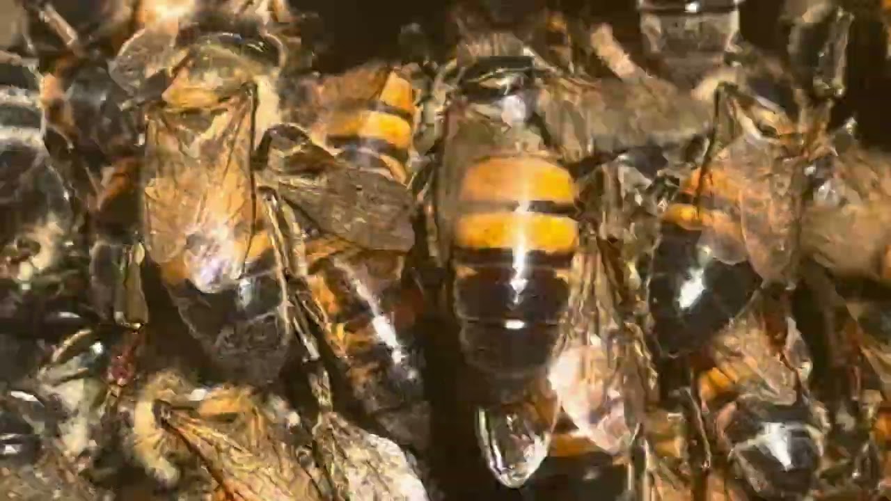 Beautiful Harmonizing Bee Frequency