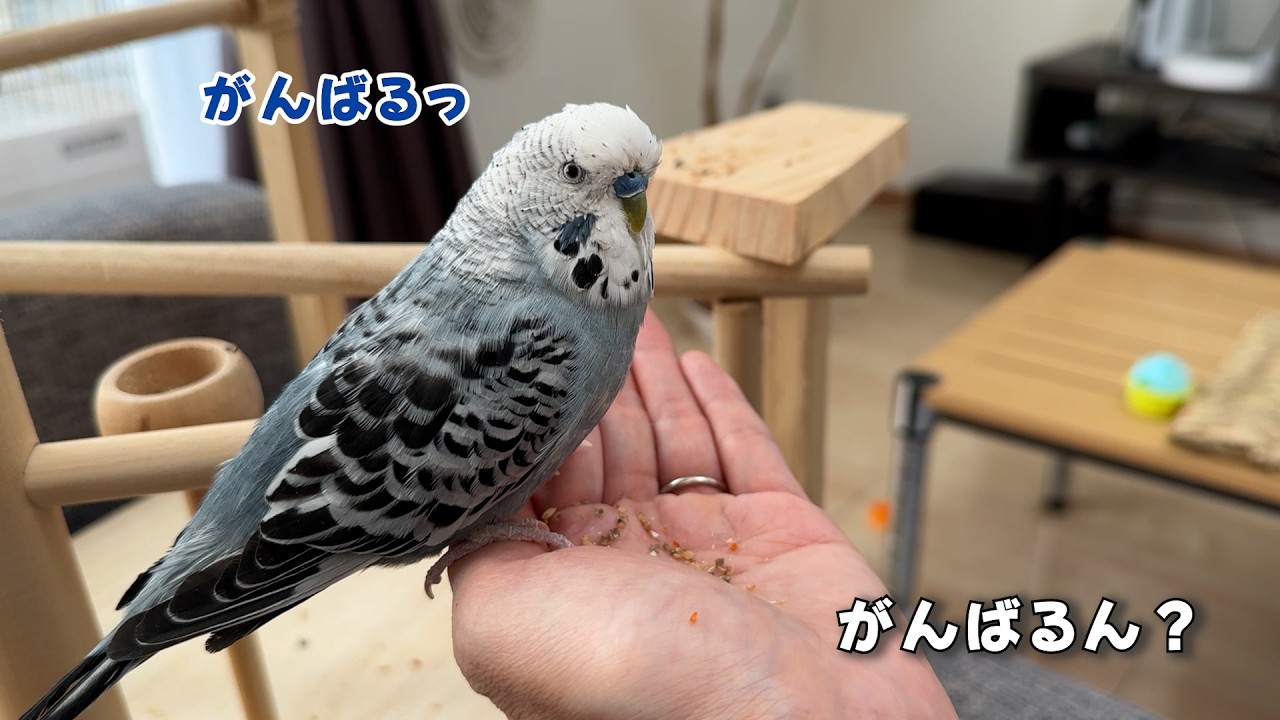 ツクツク期のインコのつぶやきがかわいい【ジャンボとお喋り】