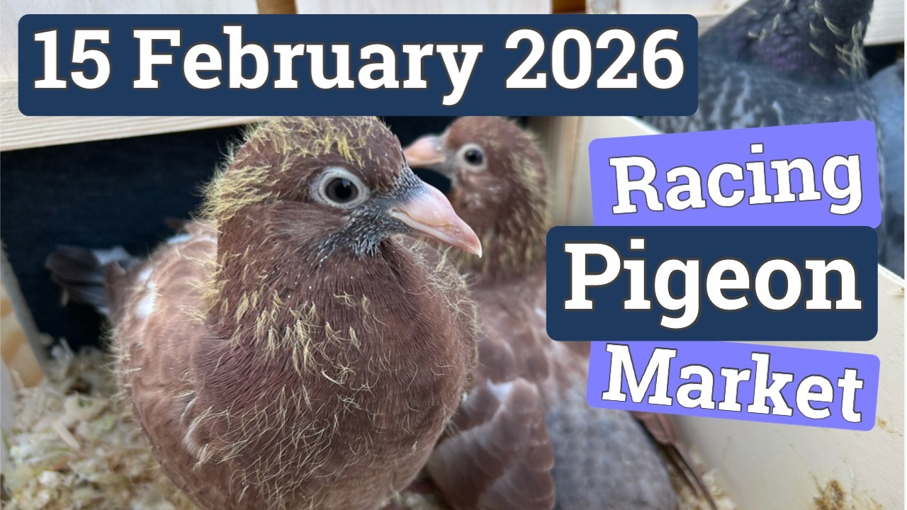 First Racing Pigeon Market of 2026 Season!