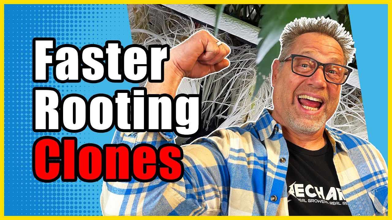 Pro Growers Do THIS to Get Better Cannabis Clone Roots Every Time