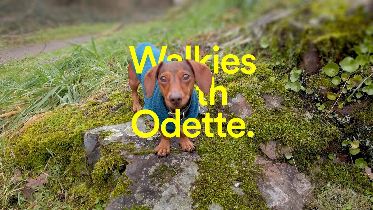 Walkies with Odette the mini dachshund