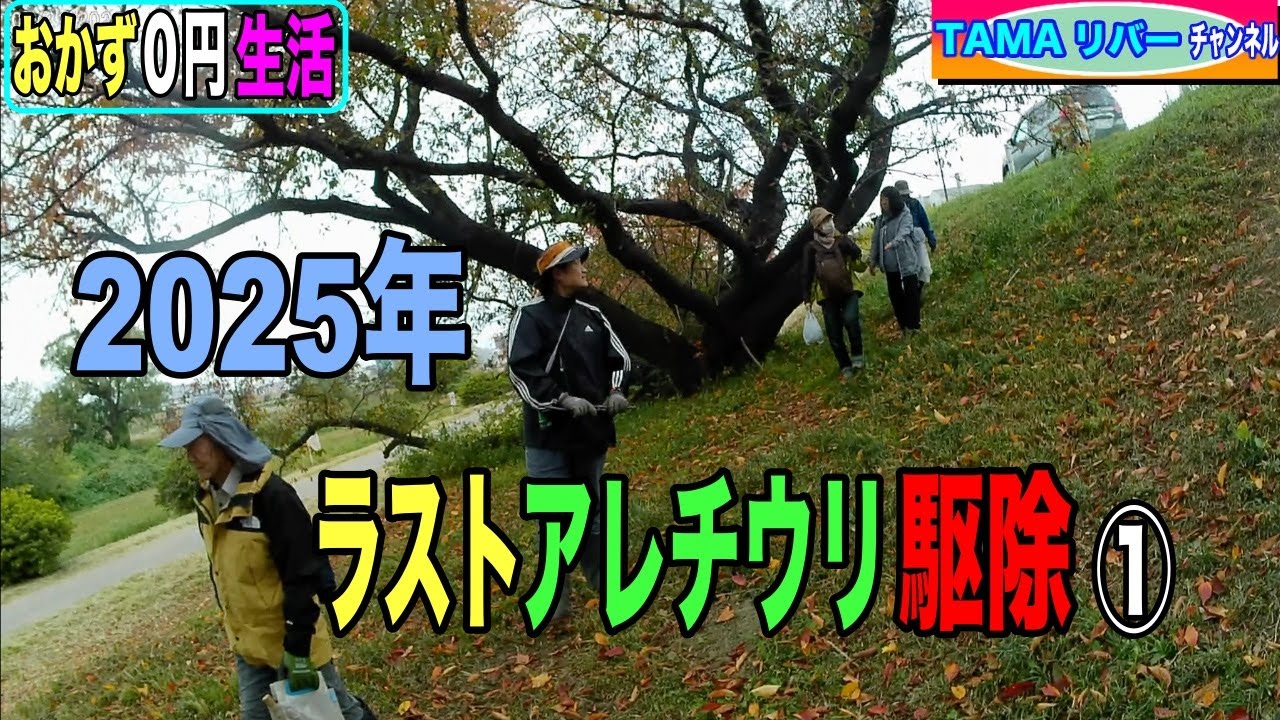 2025年ラストアレチウリ駆除①
