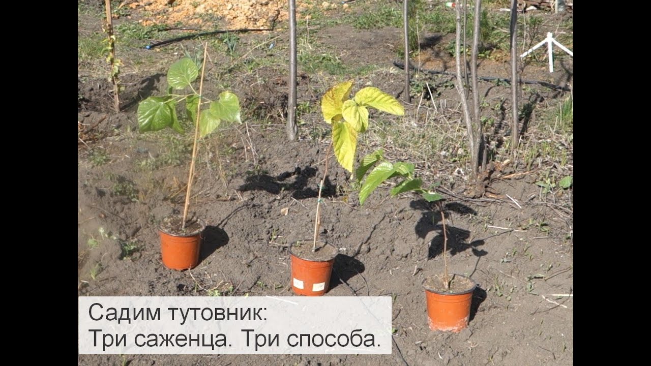 Три способа посадки саженцев шелковицы