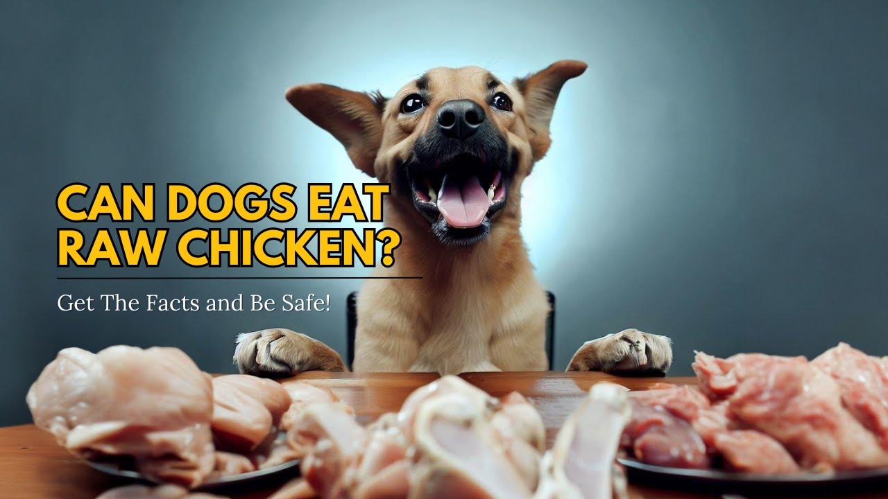 Can Dogs Eat Raw Chicken? - 🐶🍗