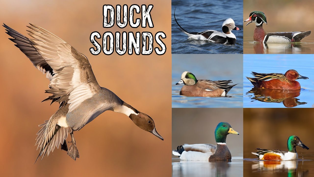 Duck Noises & Duck Identification
