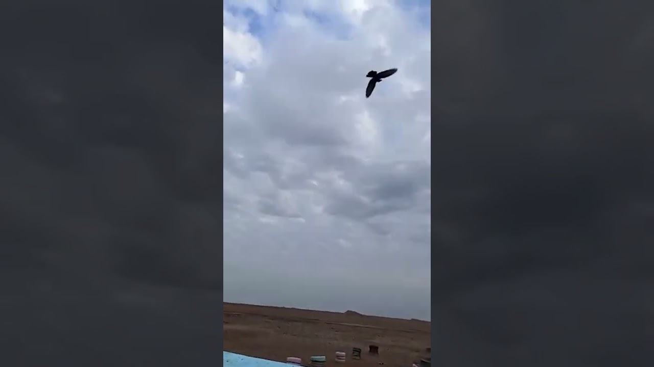 كيف انعلم المخاليق على رجعت لكري ولمطيار الزين