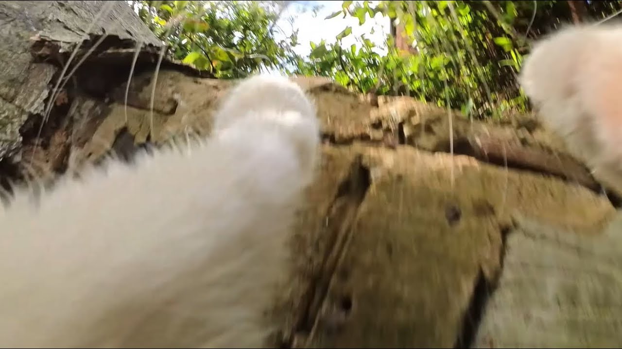 Cat wearing camera breaks camera lens after falling from extremely high place