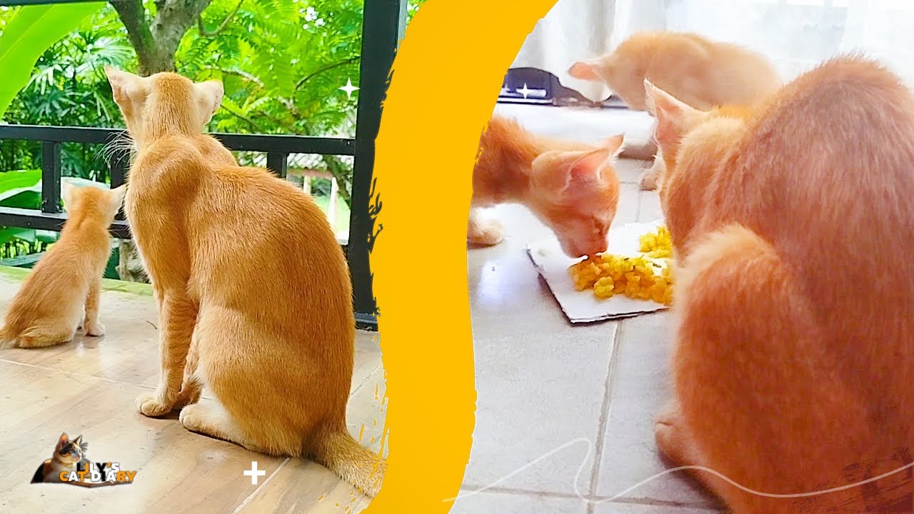 Kittens Now Trying Cat Mama's (Mily) Food! 