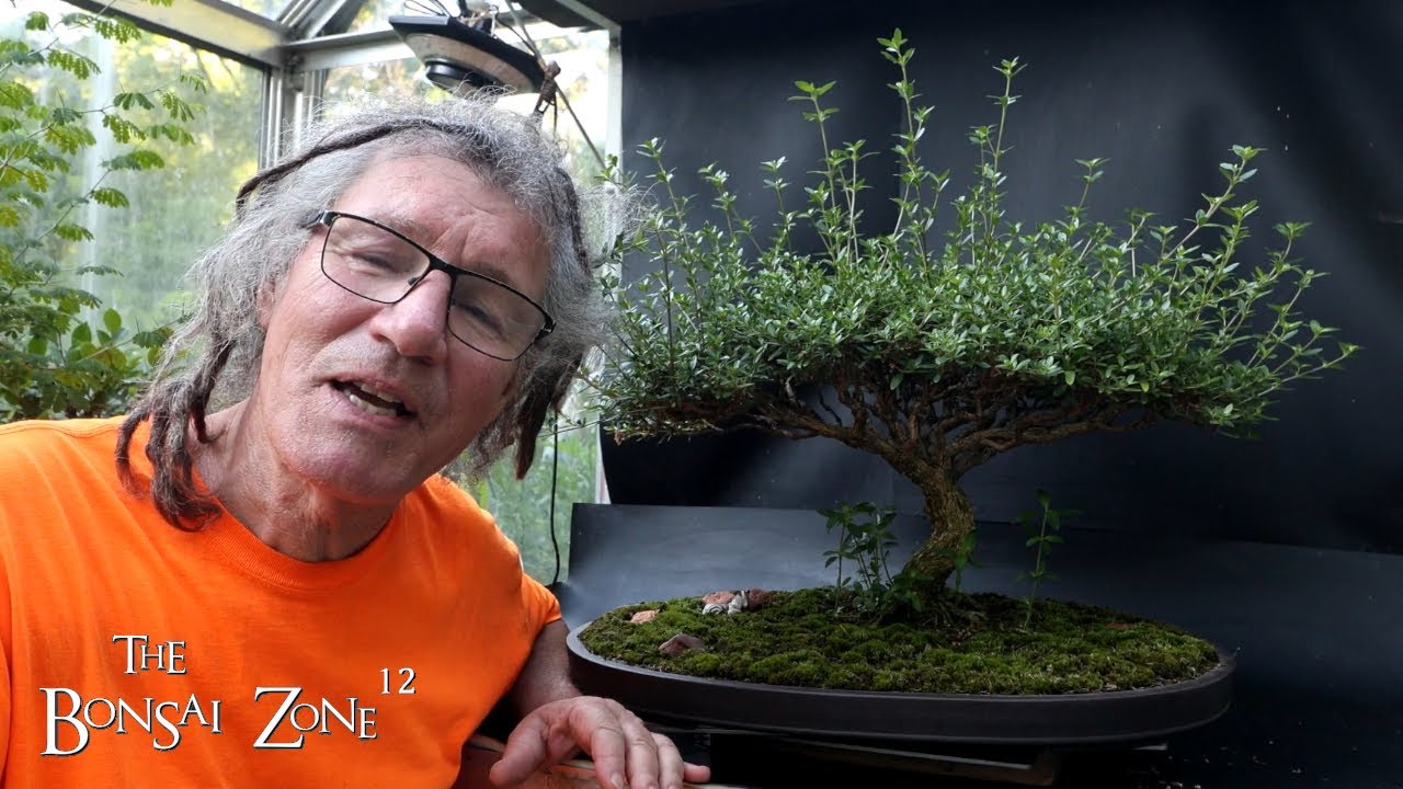 Pruning My African Style Serissa, Part 1, The Bonsai Zone, July 2025