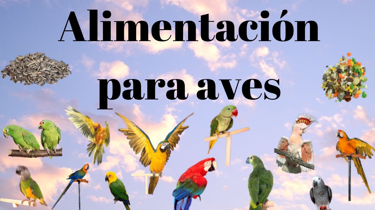 alimentación aves, loros 🦜🦜