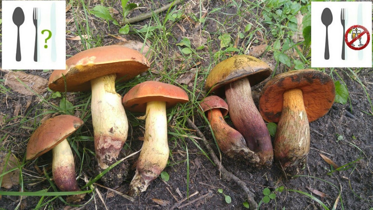 Porównanie: Borowik gładkotrzonowy, (Suillellus queletii) vs Borowik ponury (Suillellus luridus)