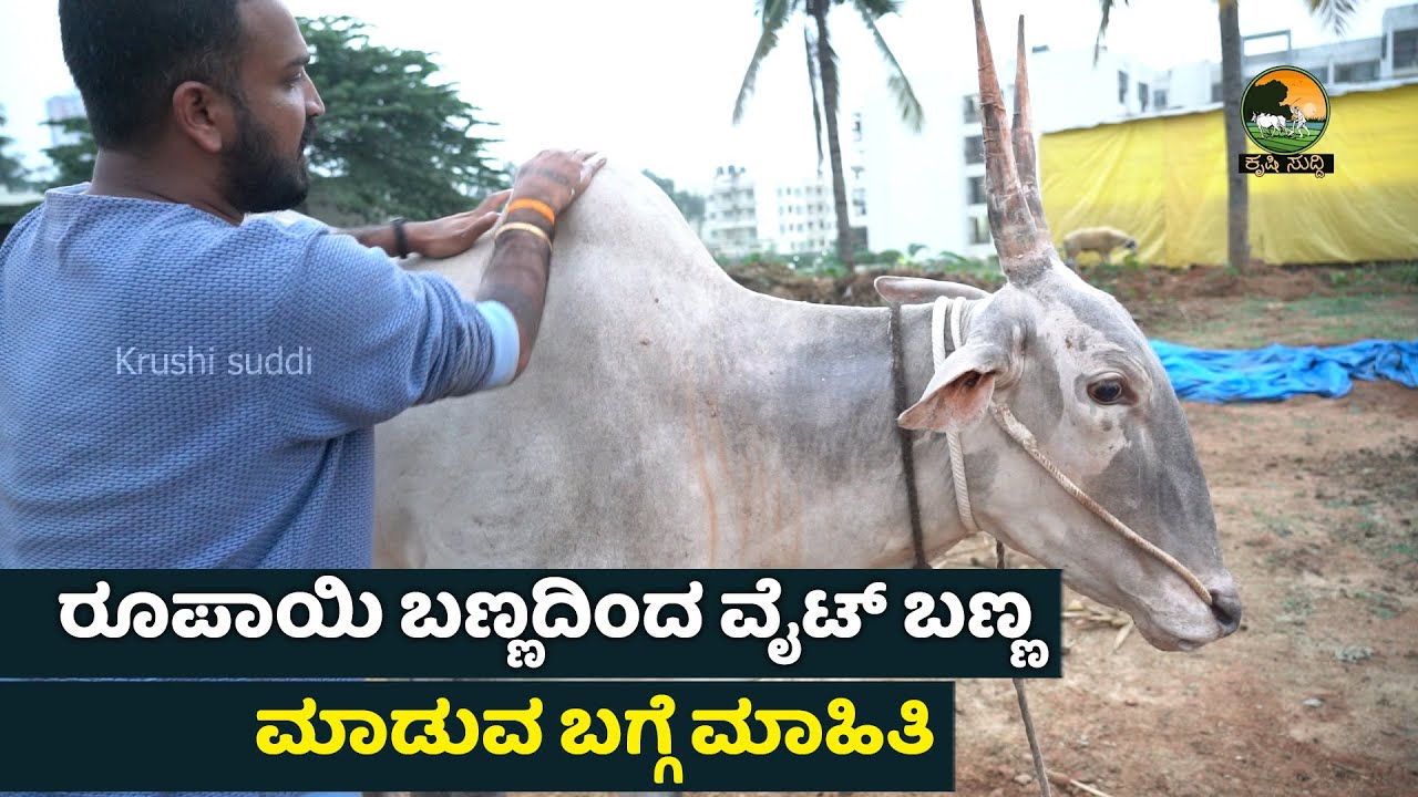 How to make bulls skin glowing I ಸಪಲಮ್ಮನ ಜಾತ್ರೆಗೆ ರೆಡಿಯಾಗುತ್ತಿರುವ ನಕುಲ ಮತ್ತು ಸಹದೇವ I Varthursanthosh