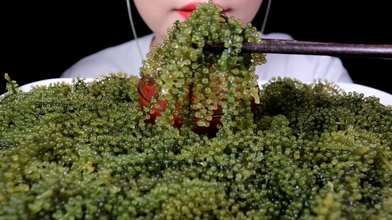 바다포도 먹방 Sea Grapes MUKBANG