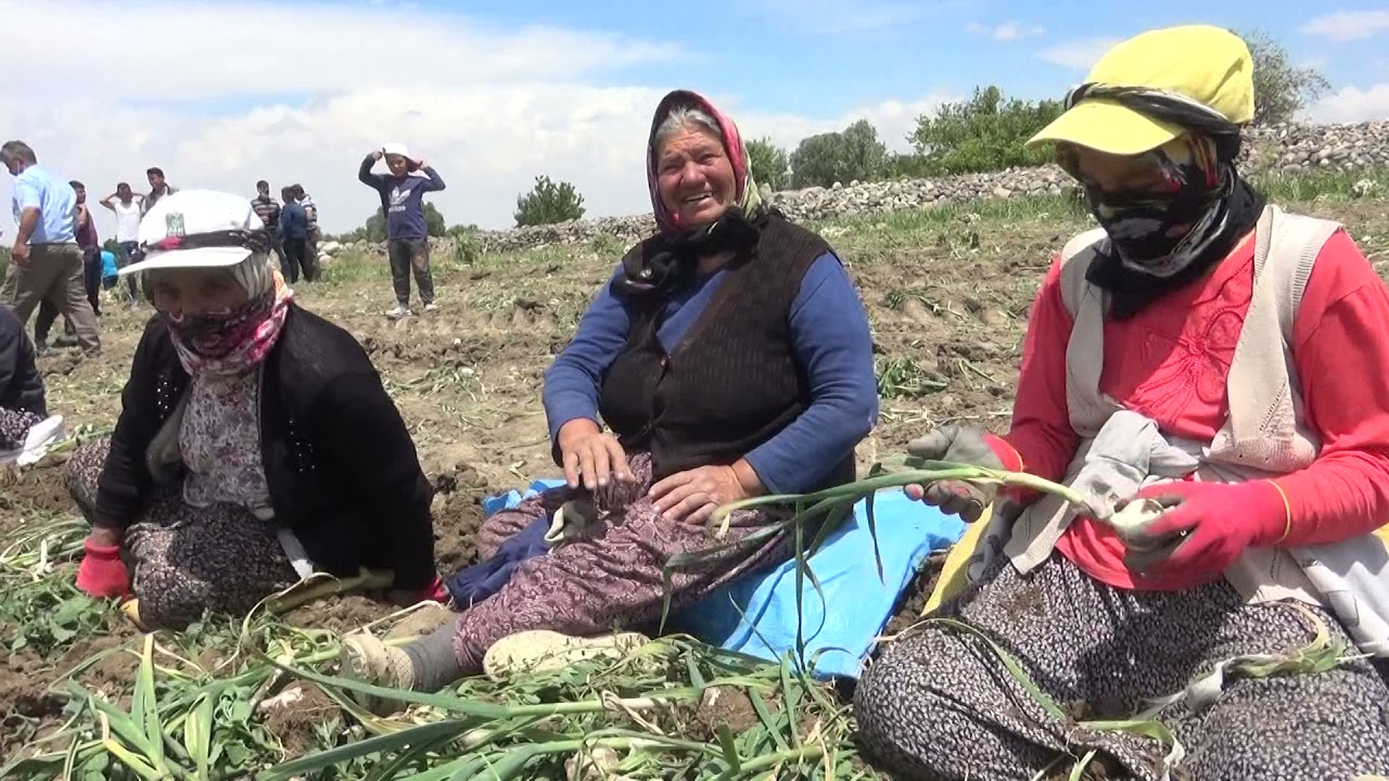 KONYA KARAPINAR YEŞİLYURT SARIMSAĞI