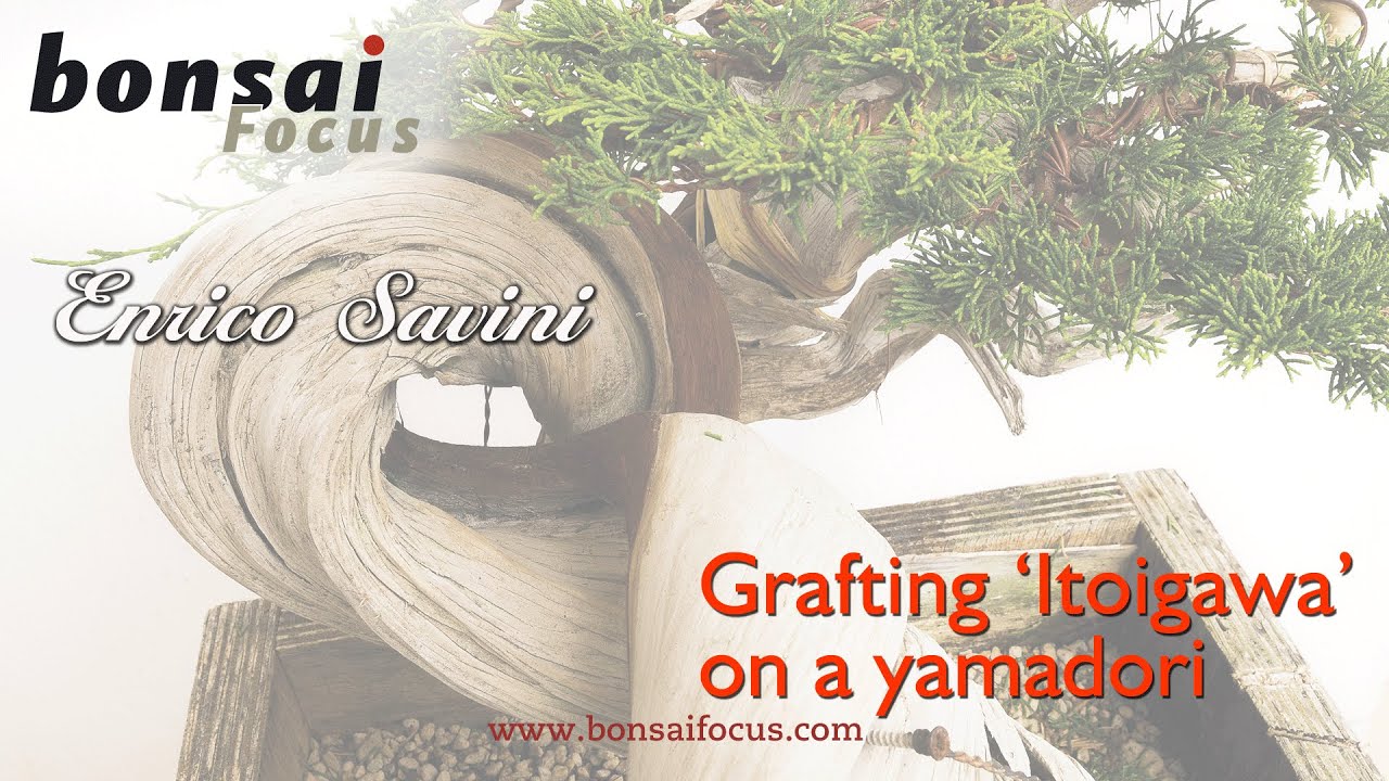 ENRICO GRAFTS ITOIGAWA JUNIPER