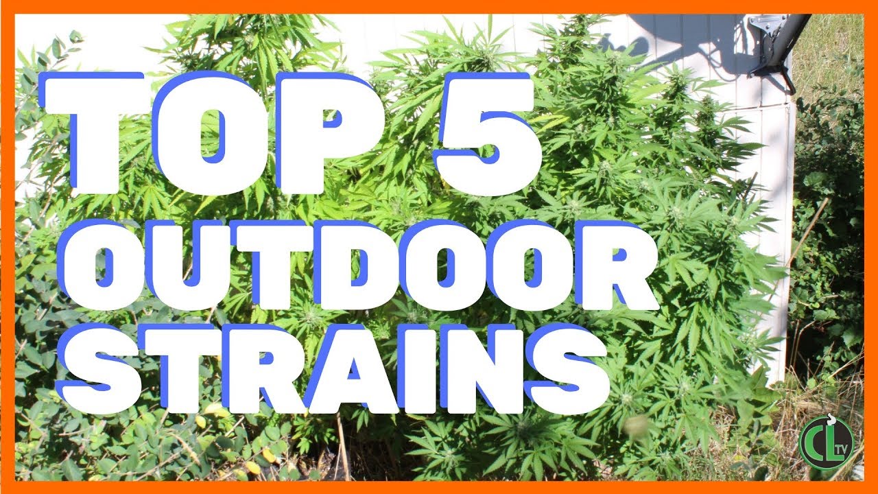 Top 5 Strains to Grow Outdoors