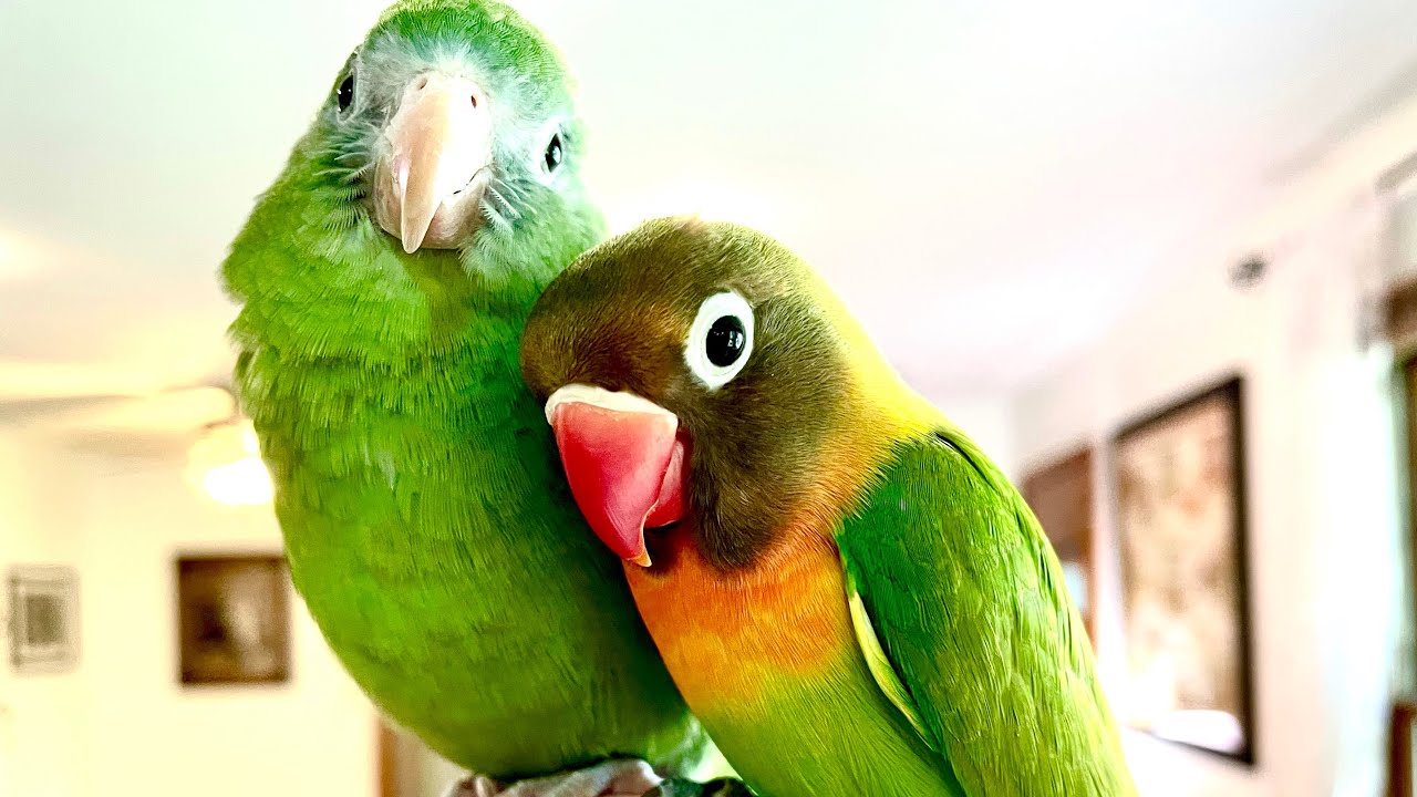 How To Acclimate Two Parrots Together ~ With Twin Cities Adventures