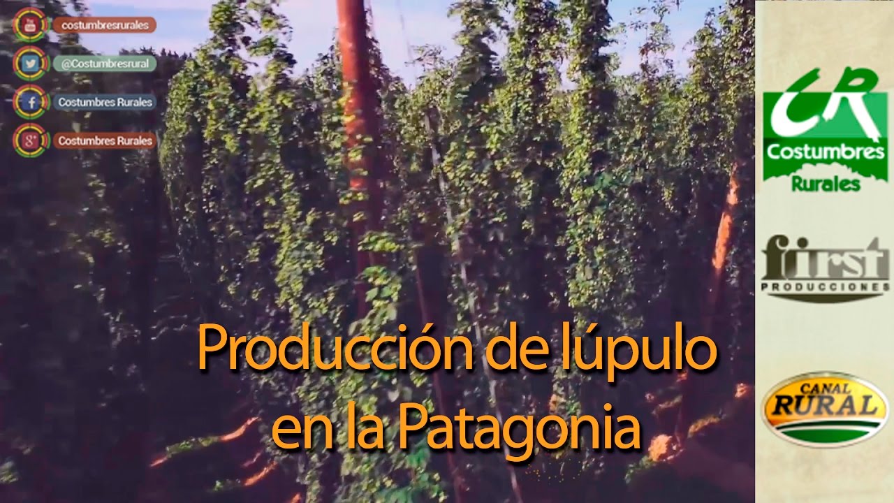 Producción de Lúpulo en Patagonia - Costumbres Rurales Nº 596