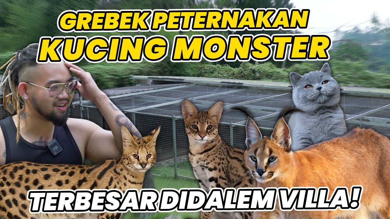 GAK MASUK AKAL! GREBEK PETERNAKAN KUCING HUTAN TERBESAR DIDALEM VILLA! #AudreyA #KINGOFTHEJUNGLE