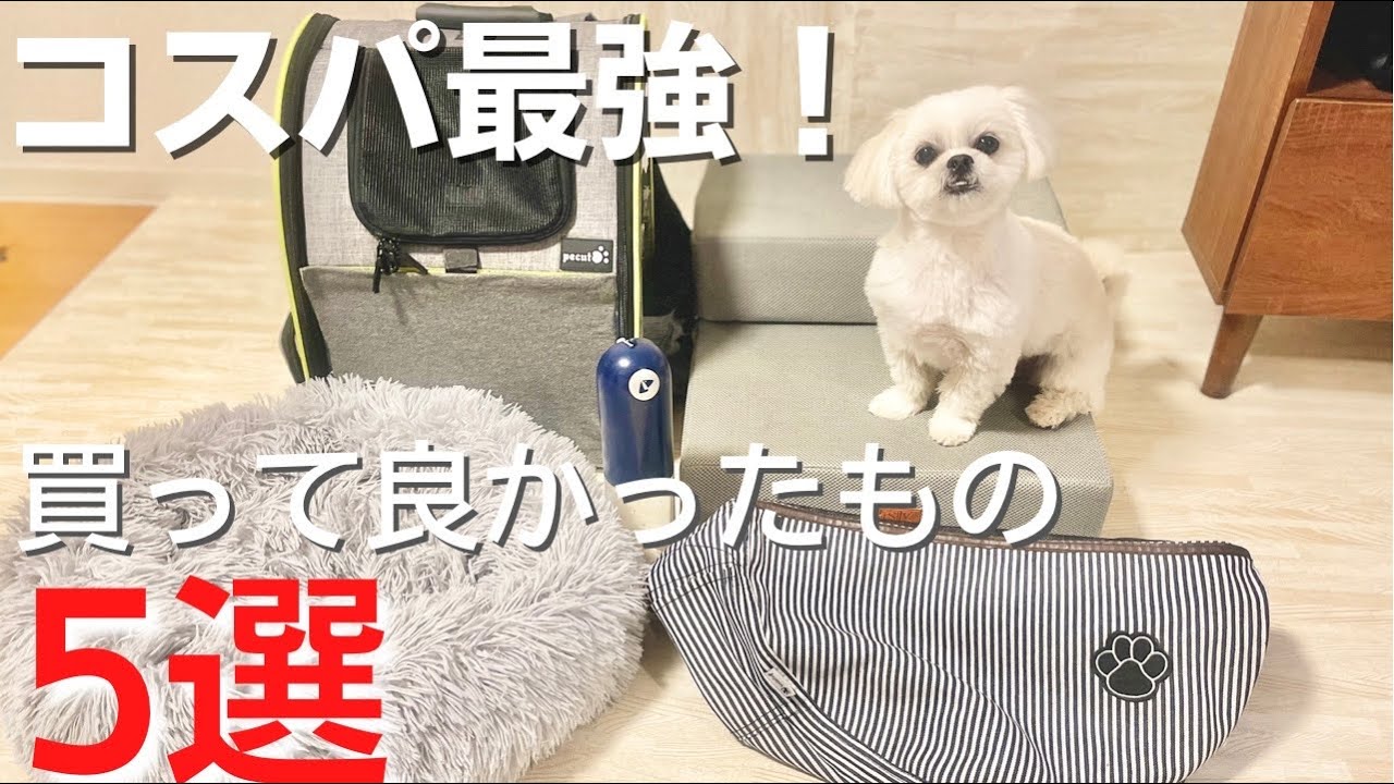 【コスパ最強】犬用グッズで買ってよかったもの5選【マルチーズ×ペキニーズ】