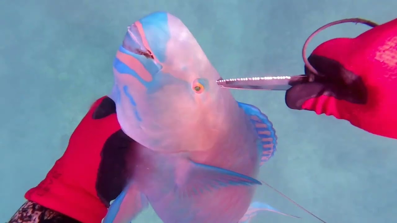 Spearfishing Oahu Blue Birds with my Lady!