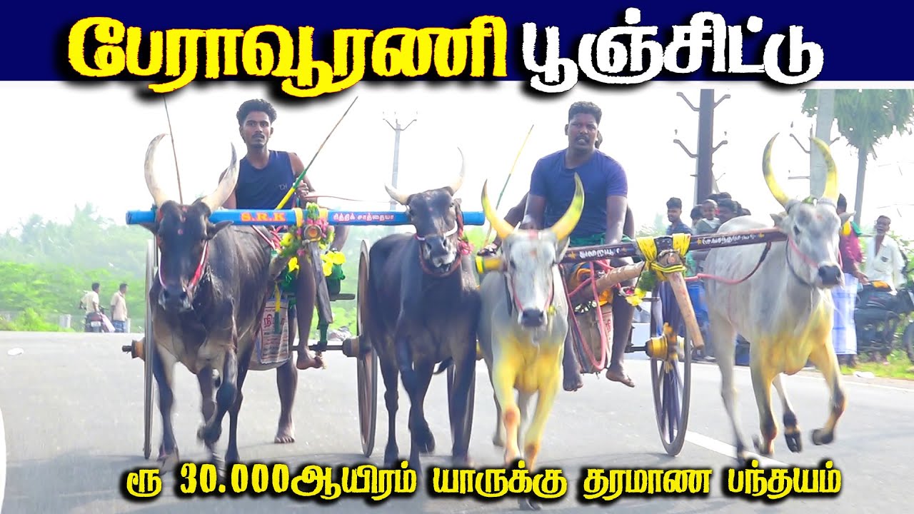 பேராவூரணி பூஞ்சிட்டு 1_27.01.2026