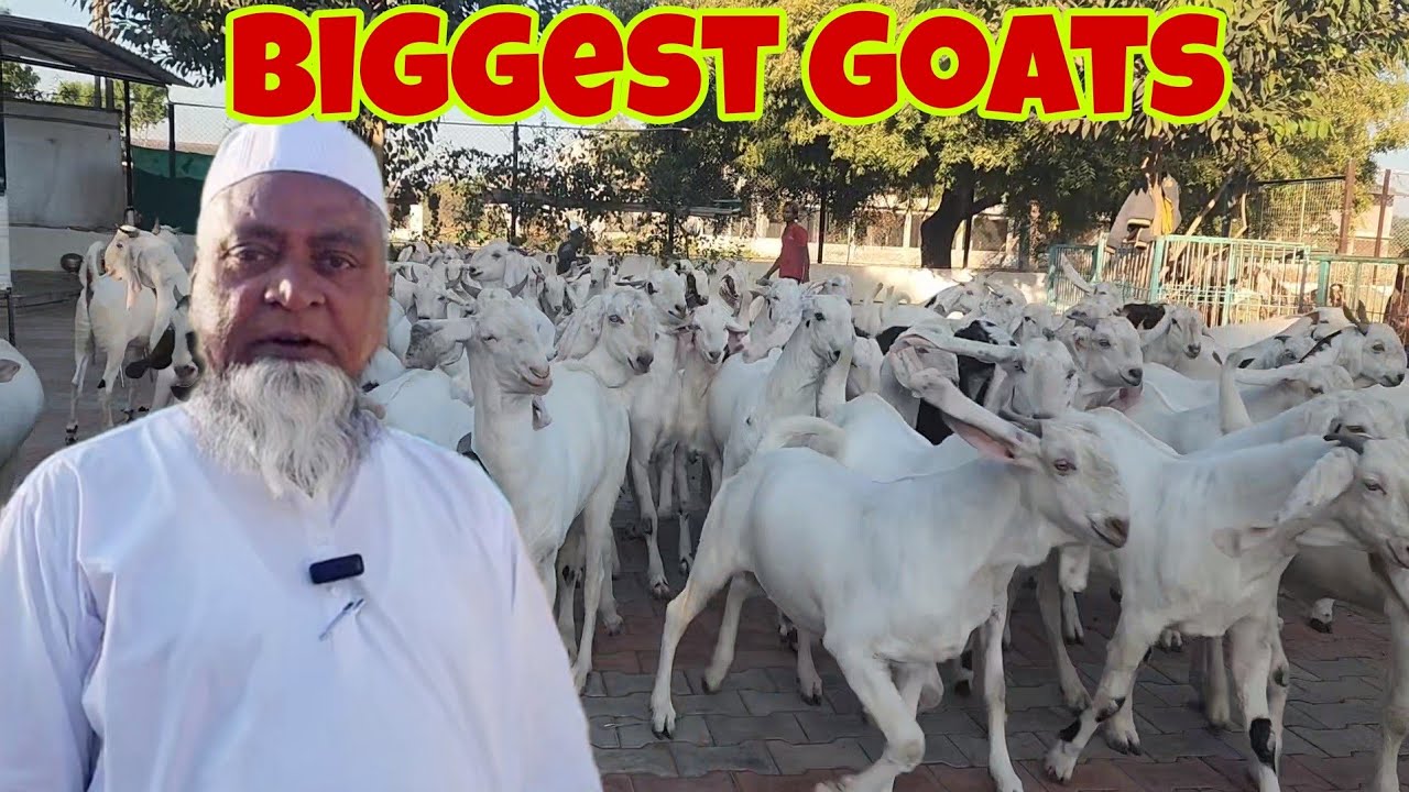 Biggest Wholesaler Gujarat Model | M.M Goat Farm Chhapi Gujarat | Gulabi Sojat And Big Ajmera Bakre.