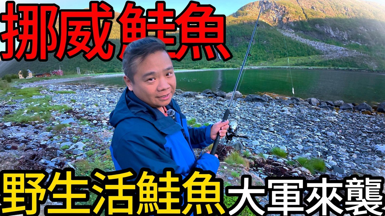 挪威鮭魚大軍來襲，兩年一遇瘋狂亂咬丨挪威友人私房釣點，岸邊隨便拋都有丨爽吃比帝王蟹還珍貴的白飯...@打魚王翔哥 
