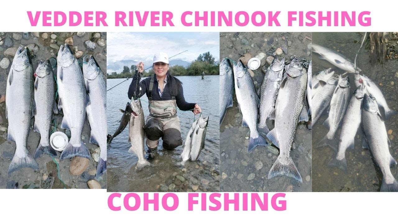 Vedder River Coho Fishing