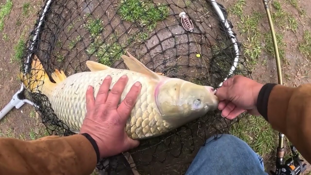 Coles#2 troutchow mix…(Yellow and Buffalo carp