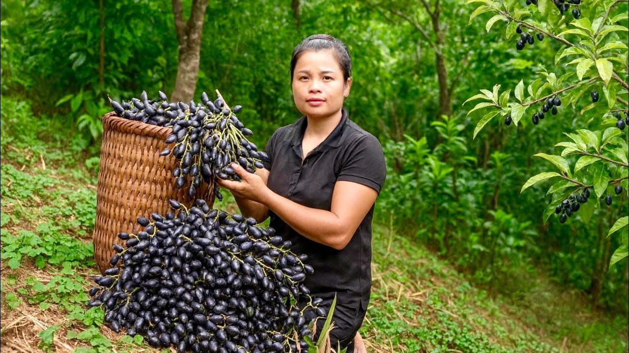 CEO harvests canarium fruit to cook traditional dishes .