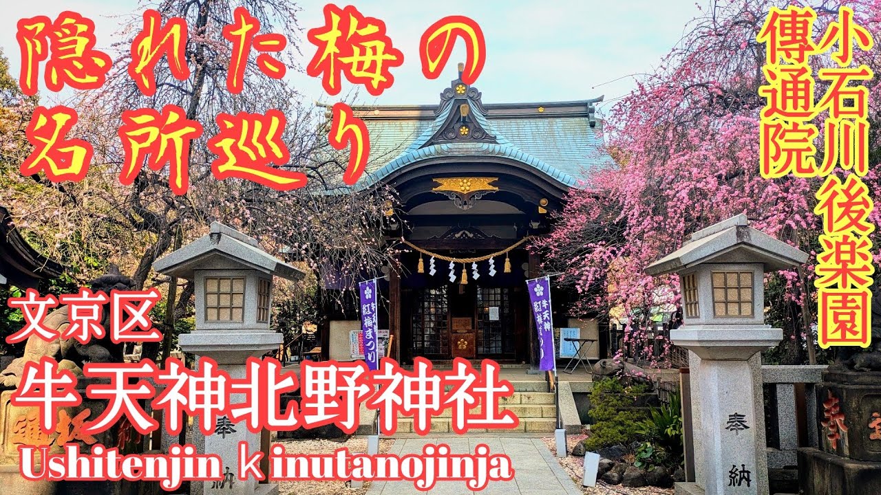 東京 小石川の知る人ぞ知る牛天神『文京区の隠れた梅の名所巡り』傳通院と小石川後楽園