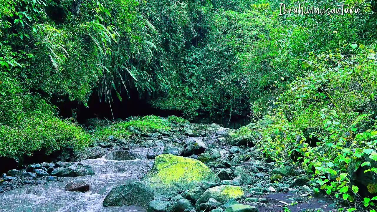 Forest Ambience, Bird Singing, Water Sounds, Nature Sounds, Relaxing Nature Sounds, ASMR