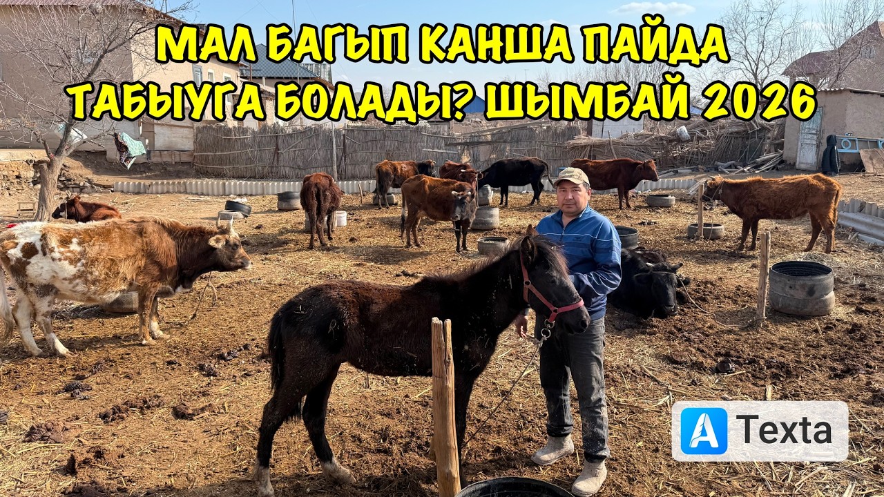 САБИТ БУАЗШЫ/ПАЙДА БАРМА/ШЫМБАЙ МАЛ БАЗАР/ДЕМ БЕРМЕС/МАЛ БАЗАР 2026