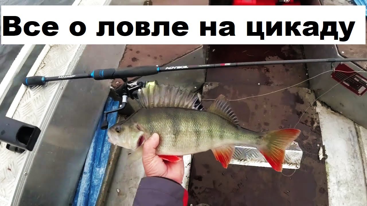Все о ловле на цикаду.