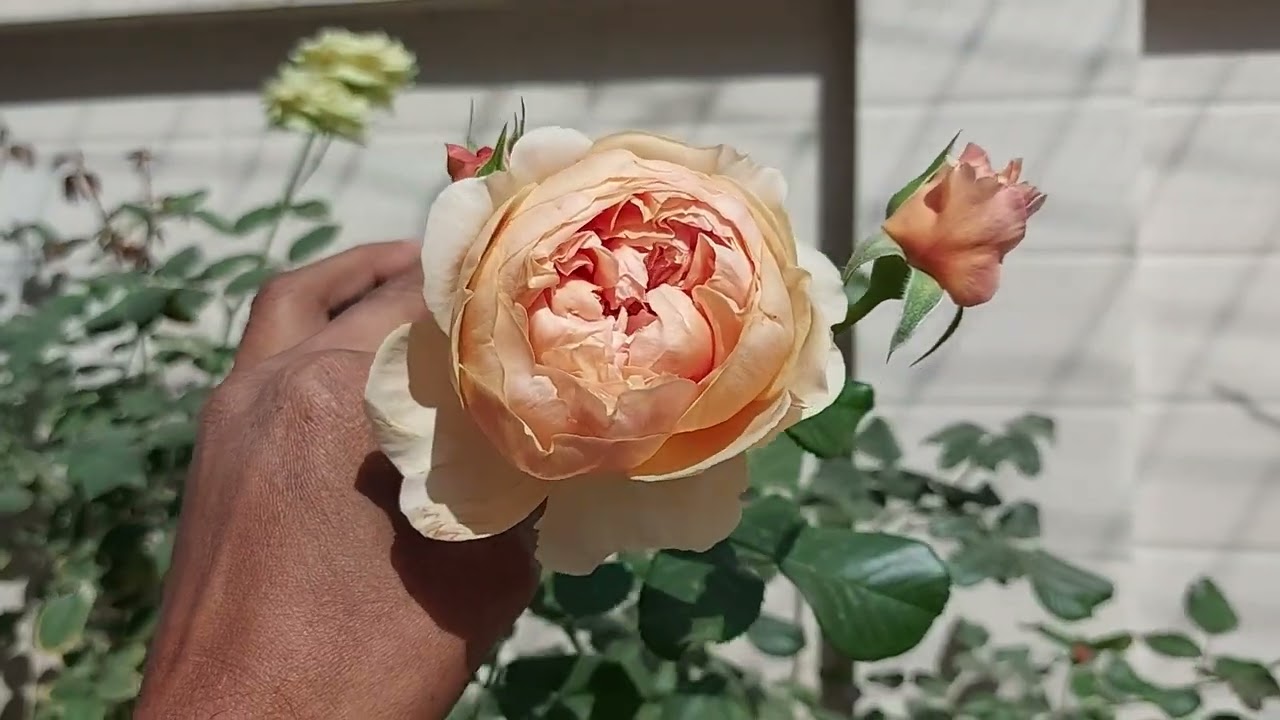 Masora Rose - Teizo Yoshiike - Japan + Heaven On Earth - Kordes - Germany ( Blooming ) #rose #garden