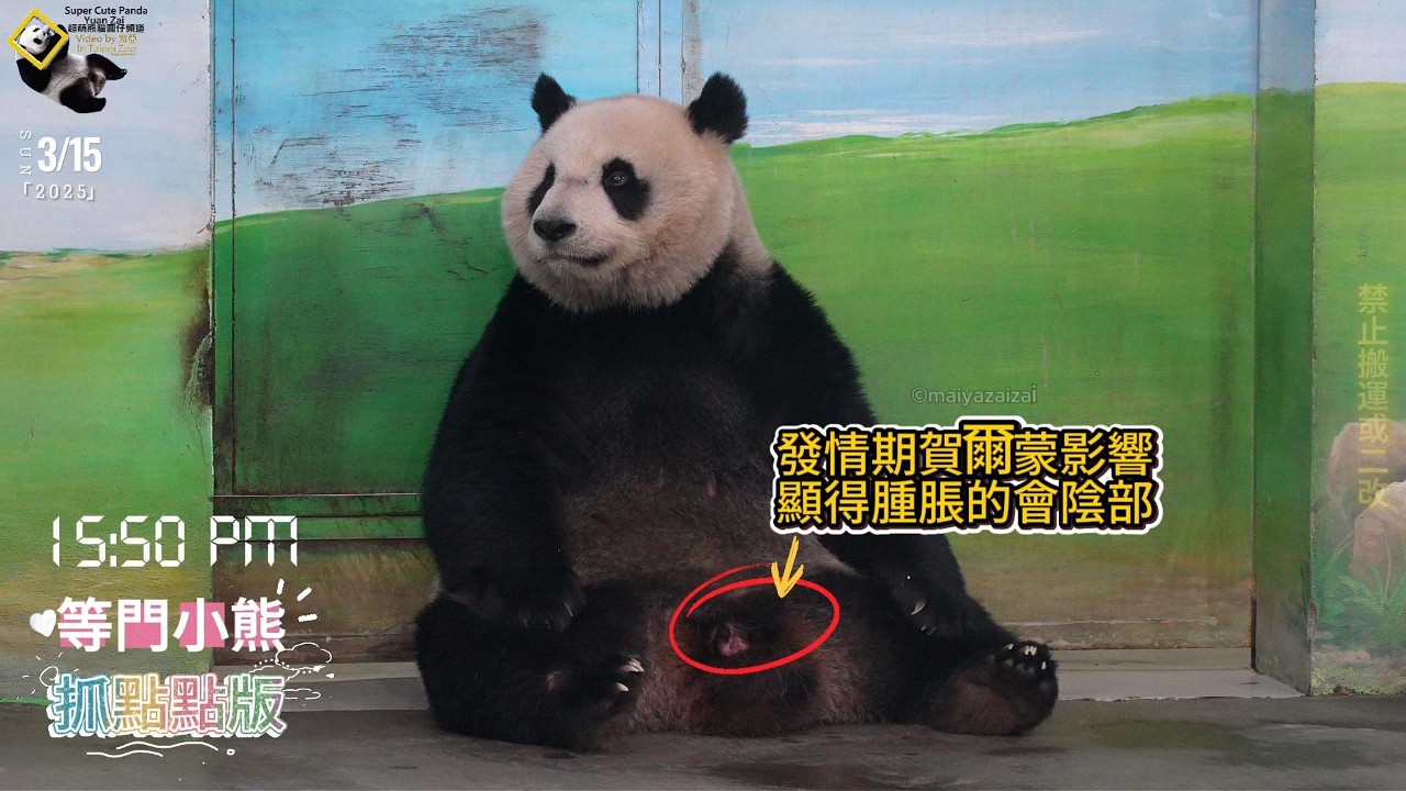 20250315 抓點點圓仔等門小熊版，受發情期影響，保育員一度叫不動圓仔出來上班 The Giant Panda Yuan Zai