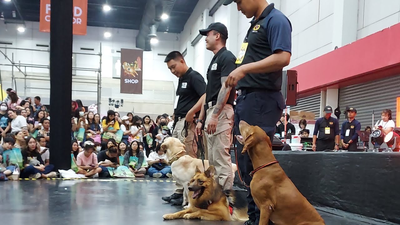 ซาโบ้ vs มาเวล วิ่งแข่ง(แบบใด) 🤣🐶  #เปิดโกดัง3 #เปิดโกดังglutastory #สุนัขk9 #สุนัขตำรวจ #dog #หมา