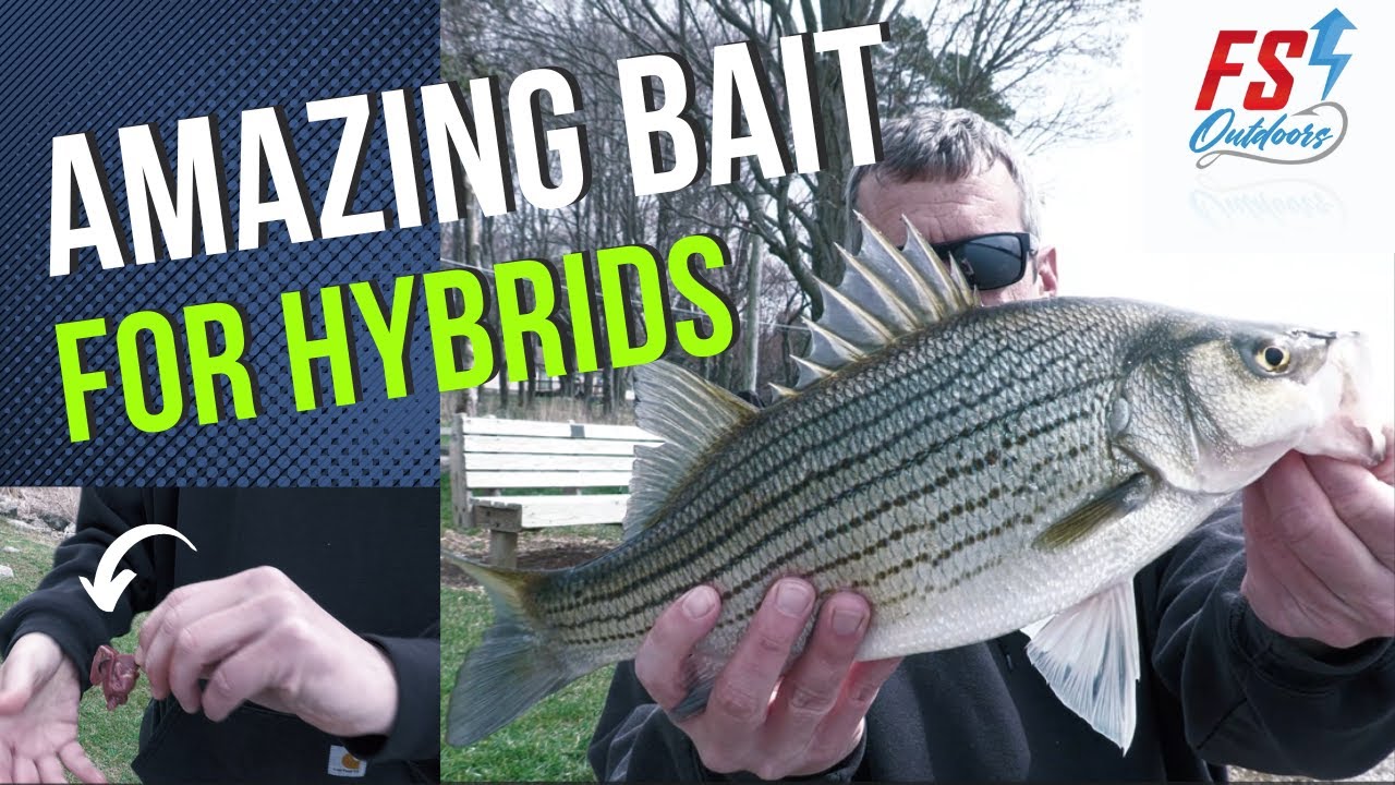 Fishing With Chicken Liver for Hybrid Striped Bass