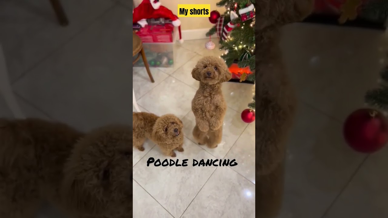 Poodle dancing 🐶🐕