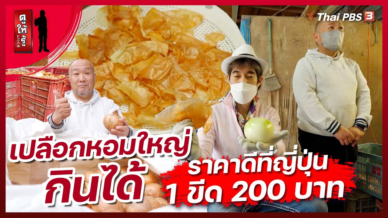 เปลือกหอมใหญ่ กินได้ ราคาดีที่ญี่ปุ่น 1 ขีด 200 บาท | ดูให้รู้ Dohiru [CC]