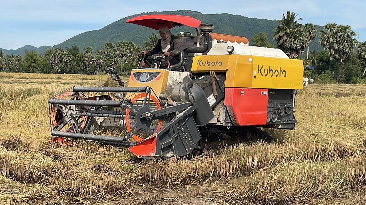 Ngày đầu vụ của a máy cắt lúa kubota dc70