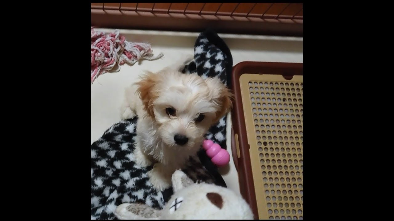 おもちゃ大好きな子犬のシェリーちゃん♪ maltese and cocker spaniel mix puppy