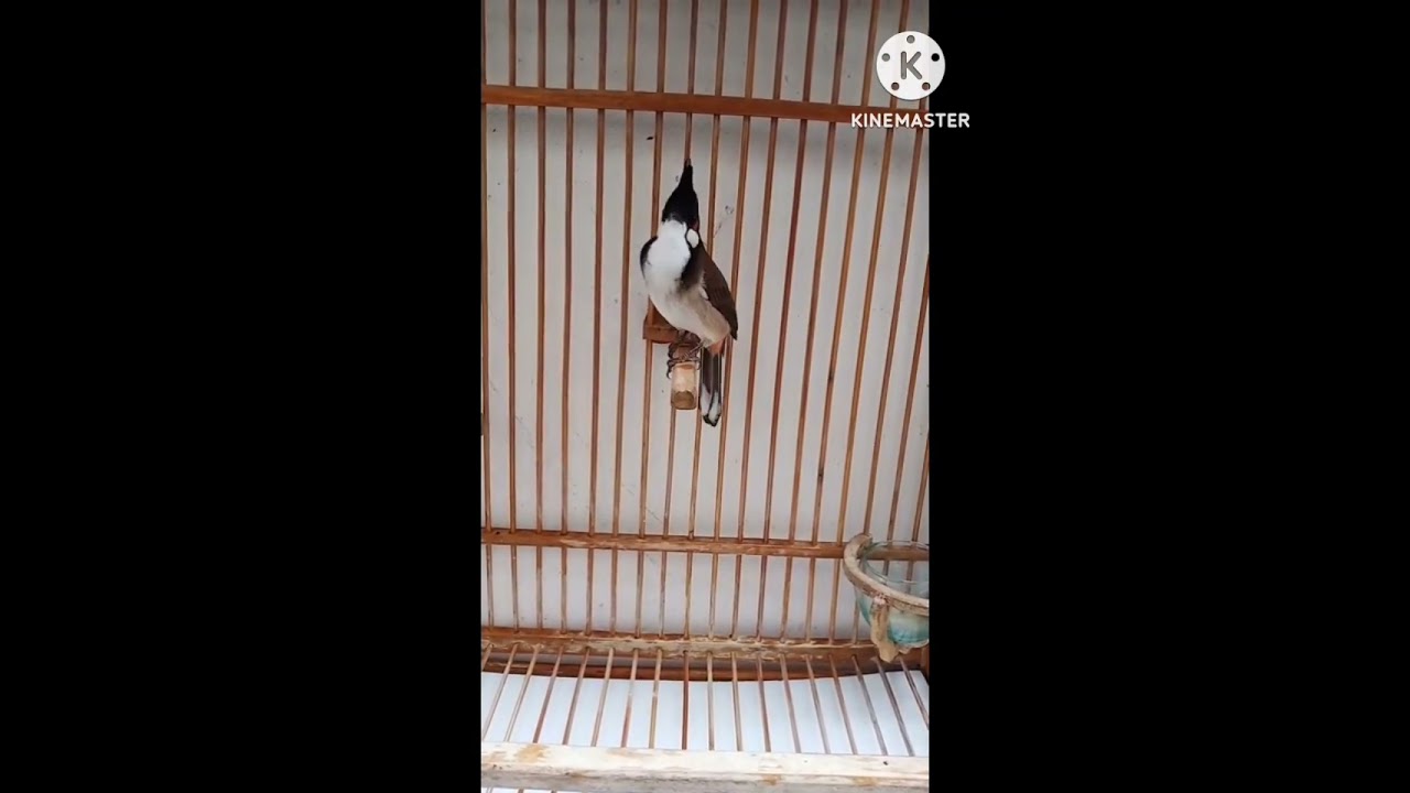รวมเพลงแม่บท ไว้ก็อปลูกนก🦜🦜🦜