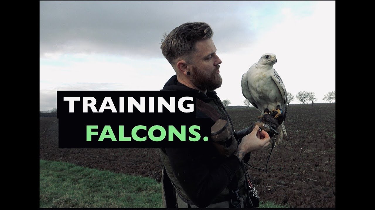 Training falcons for falconry